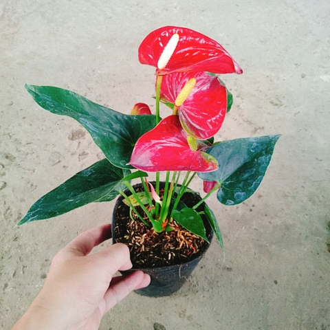 Cây Hồng Môn (Đỏ)