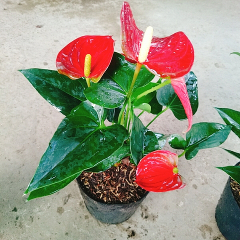 Cây Hồng Môn (Đỏ)