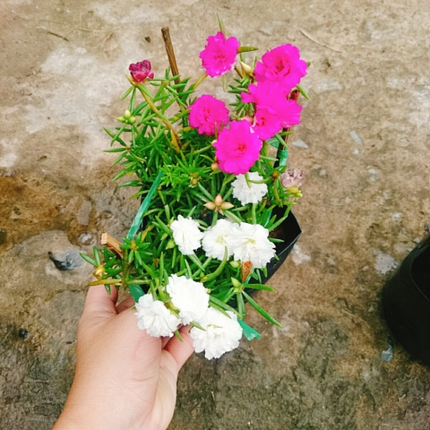 Cây 10h Nhiều Màu