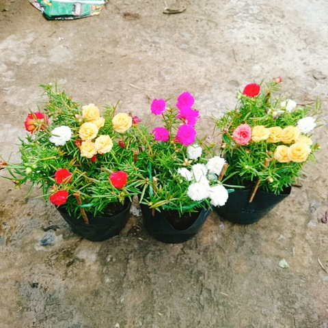 Cây 10h Nhiều Màu