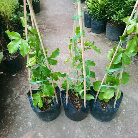 Cây Chanh Dây (Tím)