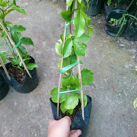 Cây Chanh Dây (Tím)