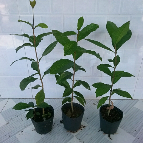 Cây Mai Xanh Thái Lan (Nhỏ)