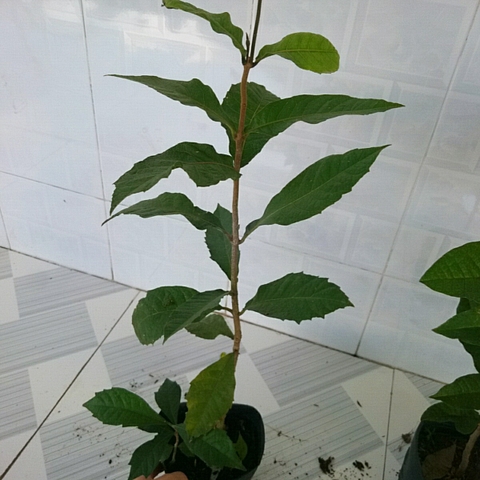 Cây Mai Xanh Thái Lan (Nhỏ)