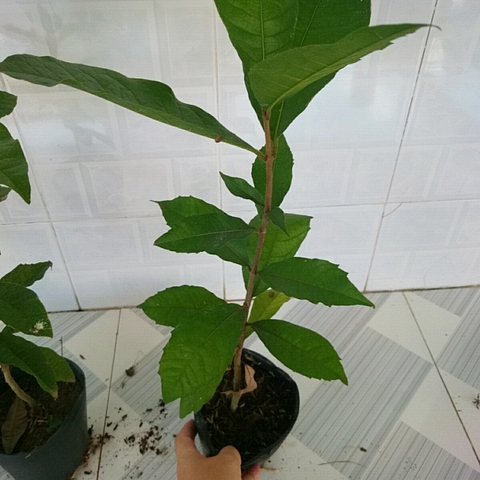 Cây Mai Xanh Thái Lan (Nhỏ)