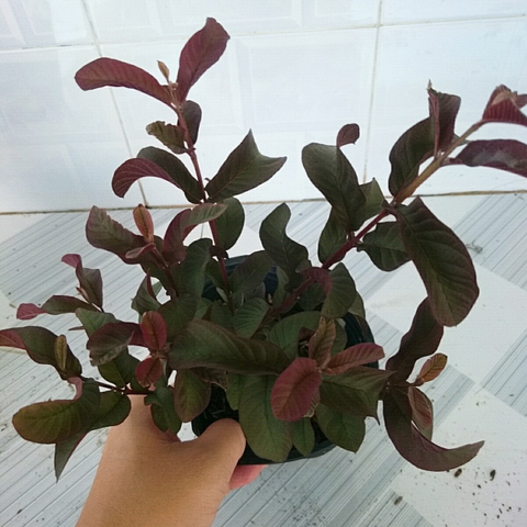 Cây Ổi Tím