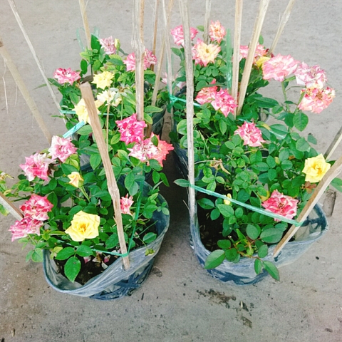 Cây Hồng Đổi Màu
