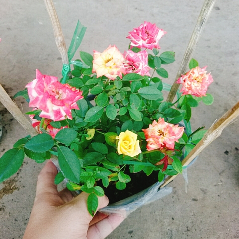 Cây Hồng Đổi Màu