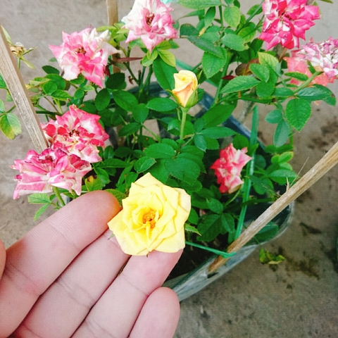 Cây Hồng Đổi Màu