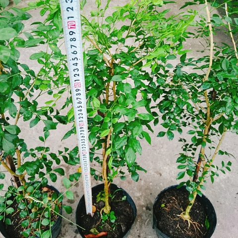 Cây Nguyệt Quế (Lớn 60cm)