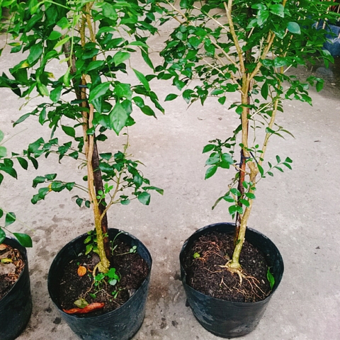 Cây Nguyệt Quế (Lớn 60cm)