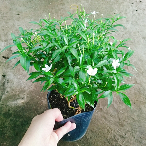 Cây Mai Vạn Phúc