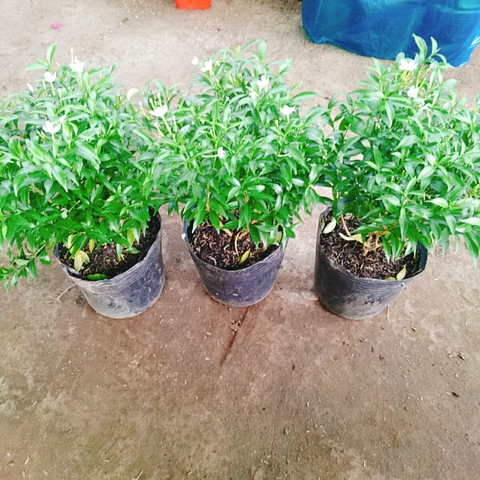 Cây Mai Vạn Phúc