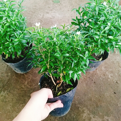 Cây Mai Vạn Phúc