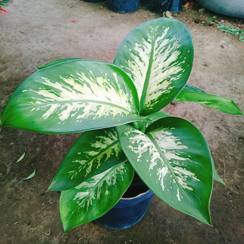 Cây Vạn Niên Thanh
