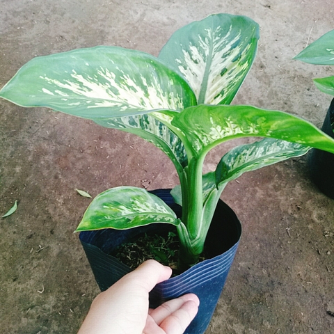 Cây Vạn Niên Thanh