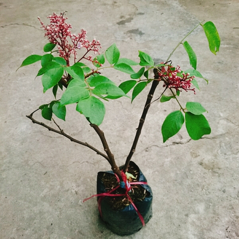 Cây Khế Ngọt