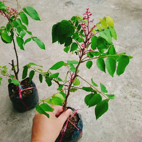 Cây Khế Ngọt
