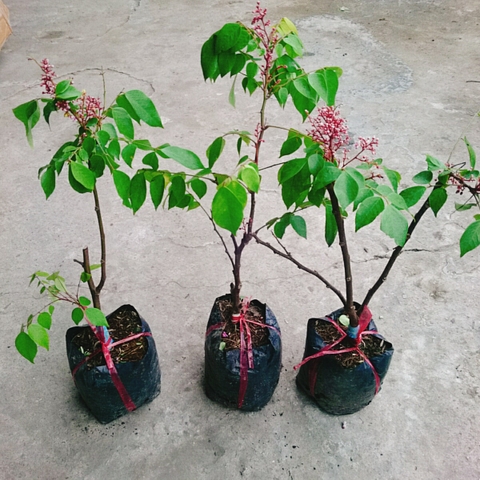 Cây Khế Ngọt