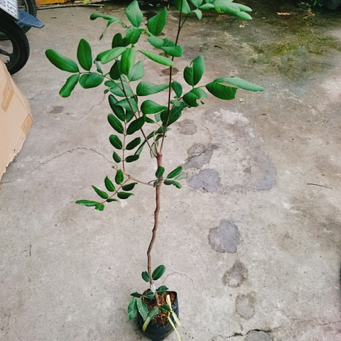 Cây Nhãn Xuồng