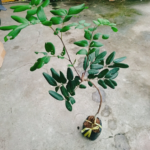 Cây Nhãn Xuồng
