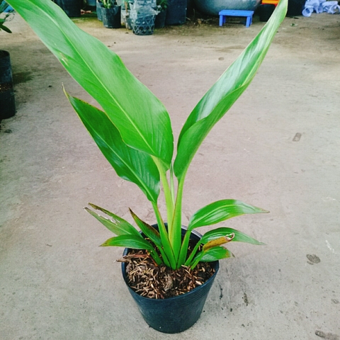 Cây Chuối Rẽ Quạt (Nhỏ)