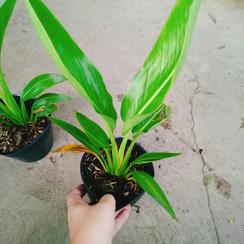 Cây Chuối Rẽ Quạt (Nhỏ)