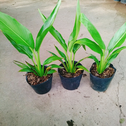 Cây Chuối Rẽ Quạt (Nhỏ)