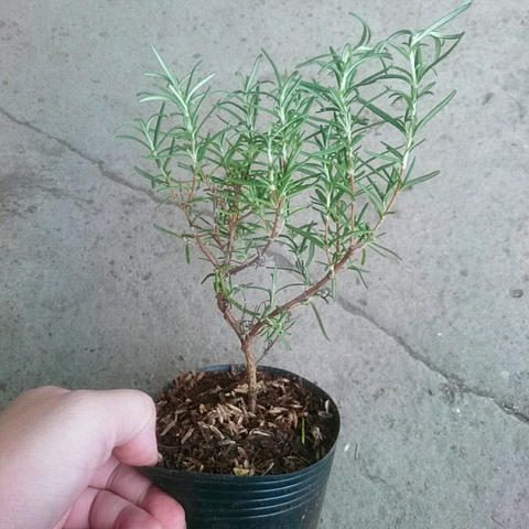 Cây Hương Thảo Mini