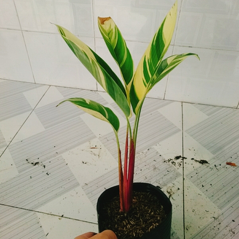 Cây Chuối Cẩm Thạch