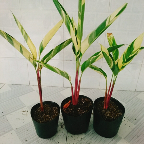 Cây Chuối Cẩm Thạch