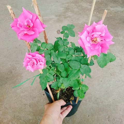 Cây Hồng Leo Tường Vy