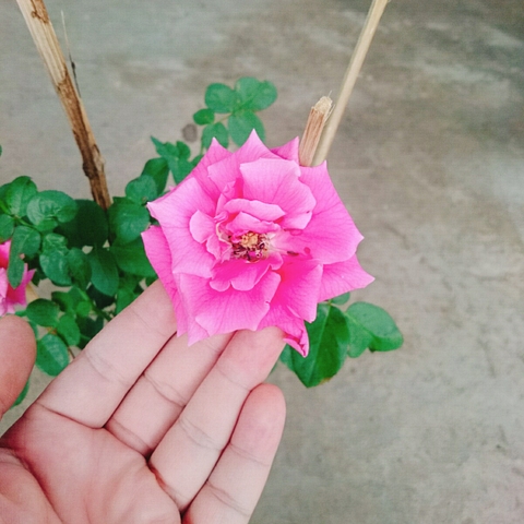 Cây Hồng Leo Tường Vy