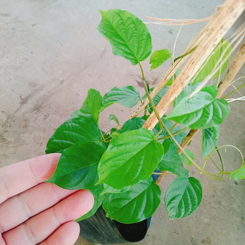 Cây Đinh Hương Nhật