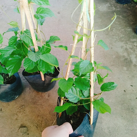 Cây Đinh Hương Nhật