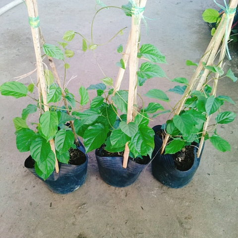 Cây Đinh Hương Nhật
