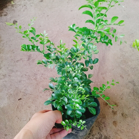 Cây Nguyệt Quế Siêu Bông