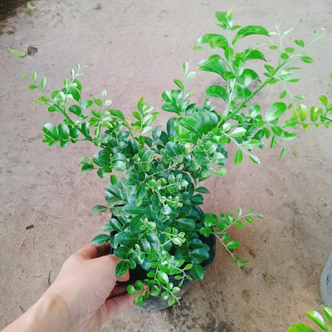 Cây Nguyệt Quế Siêu Bông