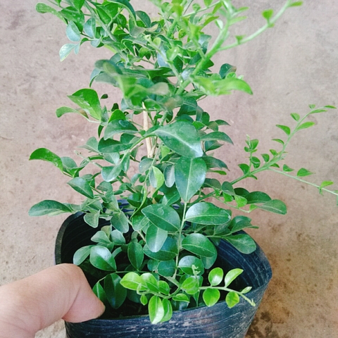 Cây Nguyệt Quế Siêu Bông
