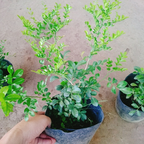 Cây Nguyệt Quế Siêu Bông