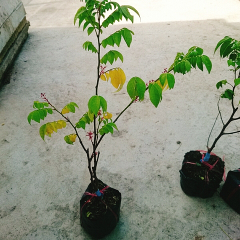 Cây Khế Chua