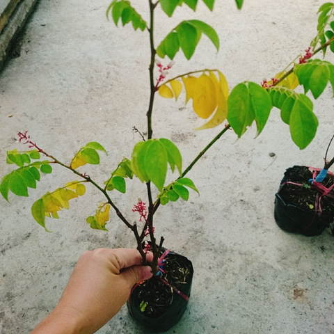 Cây Khế Chua