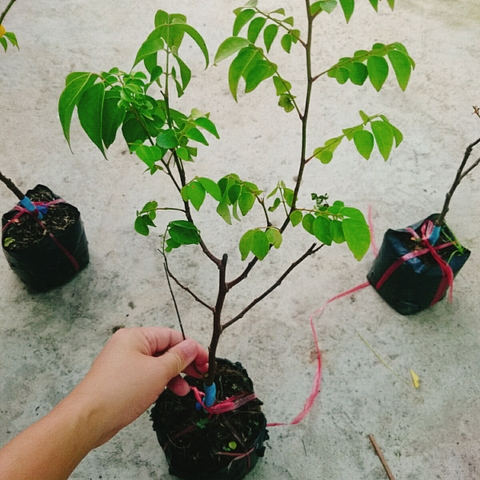 Cây Khế Chua
