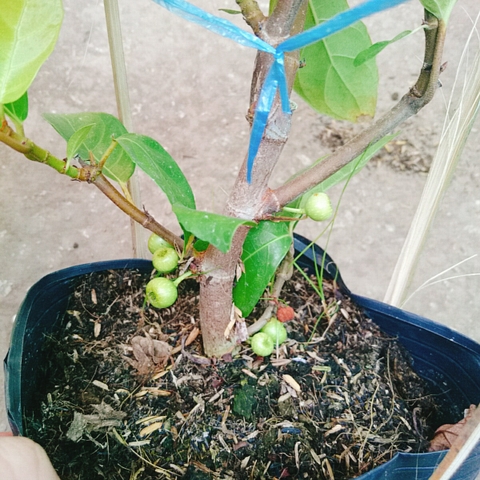 Cây Sung Siêu Trái