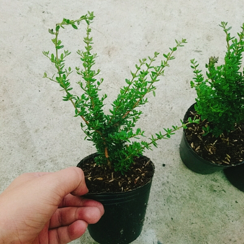 Cây Hàm Hương Mini