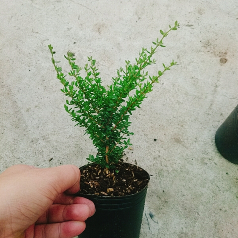 Cây Hàm Hương Mini