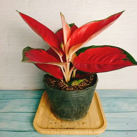 Cây Vạn Lộc Son