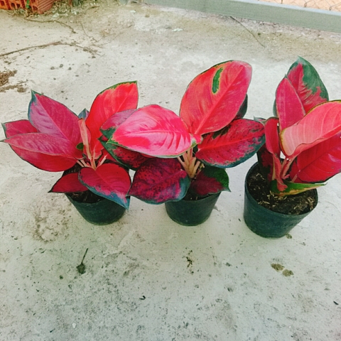 Cây Vạn Lộc Son