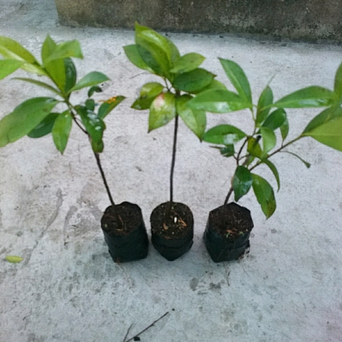 Cây Sapo (Nhỏ)