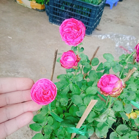Cây Hồng Trứng